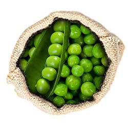borsofeherje Borsófehérje